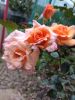IMG_20210901_200214_1.thumb.jpg.17ae5c11b2d01eec2d54b2453bb1b0c7.jpg
