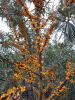 IMG_20210912_075759.thumb.jpg.cd26ba5ac2d7df843d7aae0b9cdb4af3.jpg