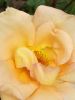 IMG_20210912_125030.thumb.jpg.0d770e6dc7a1f76b92e58dcce755eb2f.jpg