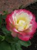 IMG_20210912_125057.thumb.jpg.49003b19a4c5185807b4eddd00224e25.jpg