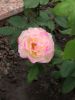 IMG_20210912_125101.thumb.jpg.abd49b7be2b6a4d025f9f4163e10ce90.jpg