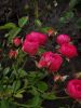 IMG_20210912_125125.thumb.jpg.324c744d88ef46b18c66bf883f7e04ce.jpg