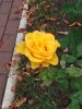 IMG_20210912_151316.thumb.jpg.d43e15cf8461cb3742412ed16c3403e0.jpg