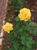 IMG_20210912_151320.thumb.jpg.929aaecb42cf596257dd573de7ea9bb0.jpg