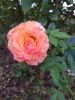 IMG_20210913_185254.thumb.jpg.d133c9ab1512a6e85f3feebda43bf69a.jpg