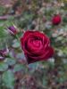 IMG_20210913_185353.thumb.jpg.a5df6ddc52c3cb11c73ff96165ce0b49.jpg