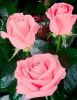 IMG_20210916_150424.jpg