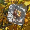 IMG_20210918_130419.thumb.jpg.c815306fe8c6c9cfe95bdbf919a12c8a.jpg