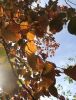 IMG_20210919_144649.thumb.jpg.7c483a93e404b6d21ca5a4748085918b.jpg