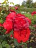IMG_20210924_123619.thumb.jpg.32e85ac6aead4dda2ee24438f5ff5657.jpg