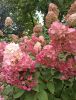IMG_20210924_130638.thumb.jpg.e08d8c9da9ad4f498769ed325dcd0405.jpg