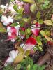 IMG_20210924_130915.thumb.jpg.9890f5f84028a84245af78689074e024.jpg
