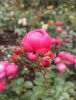 IMG_20210924_131024.thumb.jpg.fcab66133a63138a68a680d06e4b95e3.jpg