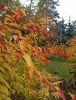 IMG_20210924_134035.thumb.jpg.db386cc9c3c8b99c9d46451166965002.jpg
