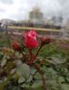 IMG_20210924_135041.thumb.jpg.7bbaf01f2eff69ff0546b6e2b2d064a6.jpg