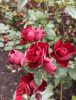 IMG_20210924_154830.thumb.jpg.841950a061d4af68659aea89b13142c0.jpg