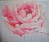 Peony6.JPG.fb14b855ef0ab1a3830f39f879a9e329.thumb.jpg.990fc77ad6f16e5dab43dece62caacf6.jpg