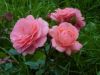 image000001(1).thumb.jpg.7112cc14e45cb3032779dc625d5a9bc7.jpg