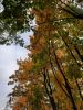 20211002_145303.thumb.jpg.4bc8339145a3337ee158579bf0b6ac42.jpg