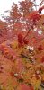20211003_133836.thumb.jpg.5c940a5e5ab392b4a6ccdbf764c3c501.jpg