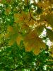 20211005_124253.thumb.jpg.cbafef00d4457fb7ffeff3d217924048.jpg
