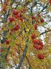 20211005_141528.thumb.jpg.9d2b60109d5f65f2cc6ca02e5ff2a304.jpg