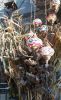 20211006_162259.thumb.jpg.ed4d3f2f28662cf86b0a5c7d6029ec1b.jpg