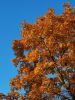 20211007_165310.thumb.jpg.2b7515e2f531dbf53b646b880271bbca.jpg