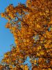 20211007_165334.thumb.jpg.70370b7167d7eb1e2237c083485c7bfe.jpg