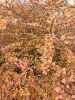 20211010_162510.thumb.jpg.86bd9a33f077d88763442af674fb9b5e.jpg