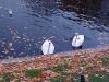 20211010_181900.thumb.jpg.e8879a47792c7426af8198ffddc03b0b.jpg