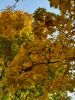 20211011_143910.thumb.jpg.1b217caf0feda5eb5fdbc25e690b64b3.jpg