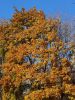 20211011_144321.thumb.jpg.752a2ed67e523b9da1747aafd0c37463.jpg