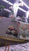 20211021_193214.thumb.jpg.f373291d098ba01055323bc647ae75a5.jpg
