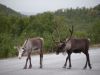 5077_reindeers_2011.thumb.jpg.f7d08ad980d8f9086de740343f8df110.jpg