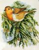 DMC-Classics-Robin-Counted-Cross-Stitch-Kit-K5550.thumb.jpg.3947d92f24edb26c8b0f02aebd735648.jpg
