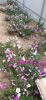 IMG-20210919-WA0013.thumb.jpg.1ae7392fc1da4318f21fc665b6d849f0.jpg