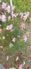 IMG-20210919-WA0014.thumb.jpg.6a79106b73762a0d0a84263eb7c67a69.jpg