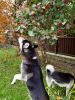 IMG-20211002-WA0002.thumb.jpg.f955eca0039f419da6980f7e18db3c42.jpg