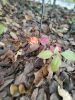 IMG_20201023_083016.thumb.jpg.ebc0c712b9e34cce811ce493517b75eb.jpg