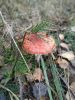 IMG_20201023_083040.thumb.jpg.44aae1edf98932182ef8926a2daea69b.jpg