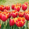 IMG_20210522_145142.thumb.jpg.9d3bb08ed7feab108007d29c0a933cbb.jpg