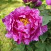 IMG_20210522_152809.thumb.jpg.b0a892408bed60ac69f3ee1642dcfa99.jpg