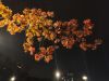 IMG_20210924_211504.thumb.jpg.56ad801f1b16698de119f54d2cac4379.jpg