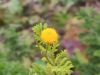IMG_20210925_162709.thumb.jpg.4c4a9202c5cf2a253a71b7b35103552d.jpg