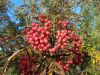 IMG_20211002_155256.thumb.jpg.a7cc5a0154d30ee09a9c5dbdb72bf795.jpg