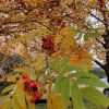 IMG_20211005_130238.thumb.jpg.160ac9114a5225414868152a70c89f4b.jpg