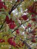 IMG_20211005_135753_compress99.thumb.jpg.dba8cafe9ca33aa5eebc1cbc18bf75b0.jpg