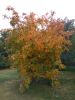 IMG_20211010_120515.thumb.jpg.cc6b1ca0cf1e0c3eac641c1867bc8886.jpg