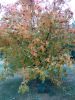 IMG_20211010_120552.thumb.jpg.bb9c30469ea8ab79a69330acdb2edf8a.jpg